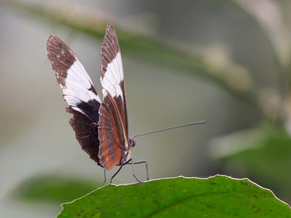 <h3><a href="/trips/costa-rica/biota/animalia/arthropoda/insecta/lepidoptera/nymphalidae/heliconius cydno/heliconius cydno-nl.html">Heliconius&nbsp;cydno</a> /  / </h3>OM-1 Mark II met OLYMPUS M.150-400mm F4.5, 1/400 sec  bij F4.5, ISO 10000, afstand 2.70&nbsp;m
